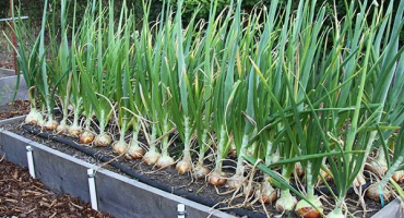 Správné načasování, kdy odstranit cibuli ze zahrady na sibiři